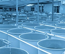 如果您没有为您的渔场进行适当的曝气，保持渔场的鱼只存活可能会让人望而生畏。详细了解如何在您的渔场中提供适当的曝气。